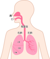 名称つき、鼻、口…