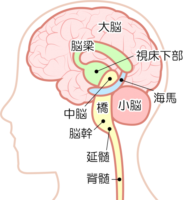 Brain structure. Brain Maps.