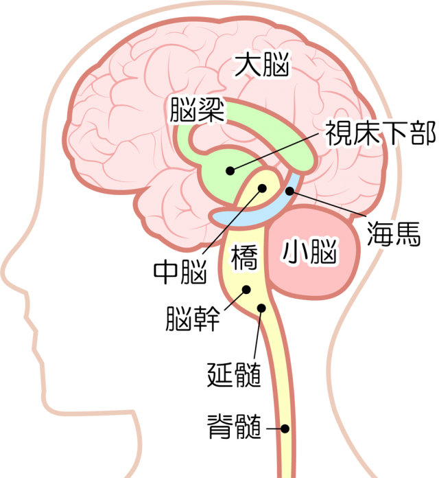 脳アイコン Csai Png 無料イラスト素材 素材ラボ