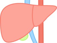 肝臓アイコン（C…