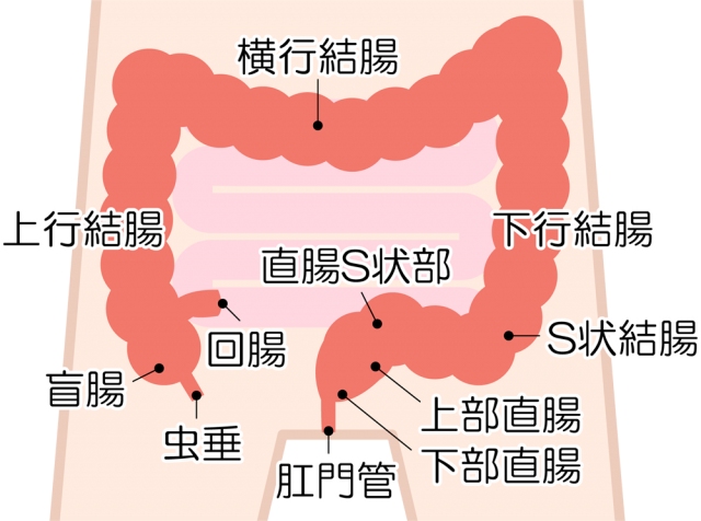 大腸 小腸アイコン Csai Png 無料イラスト素材 素材ラボ
