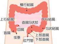 大腸・小腸アイコ…