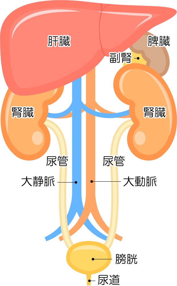 内臓アイコン Csai Png 無料イラスト素材 素材ラボ