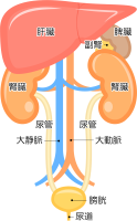 内臓アイコン（C…