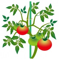 トマト かわいい無料イラスト 使える無料雛形テンプレート最新順 素材ラボ