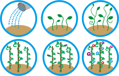 植物04 あさがおの育て方 無料イラスト素材 素材ラボ