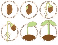 植物11 種から…