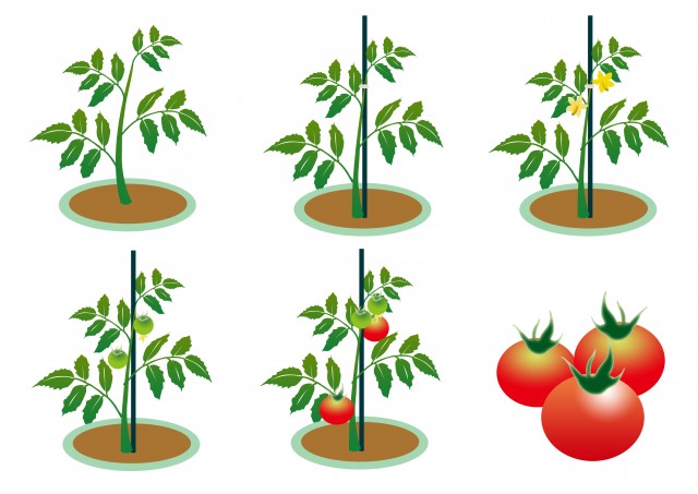 トマト栽培アイコン 無料イラスト素材 素材ラボ