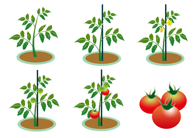 トマト栽培アイコン 無料イラスト素材｜素材ラボ