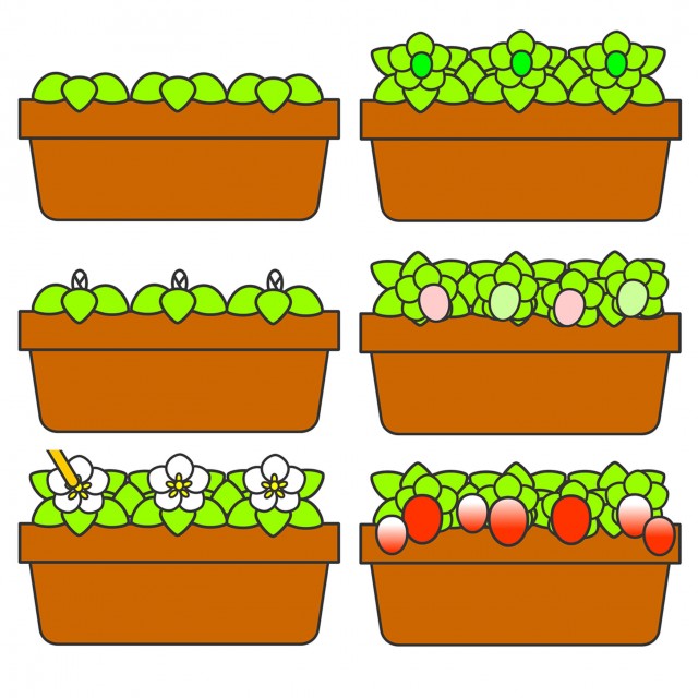 いちごが育つまで 無料イラスト素材 素材ラボ