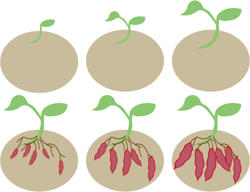 植物25 さつま芋の成長アイコン 無料イラスト素材 素材ラボ