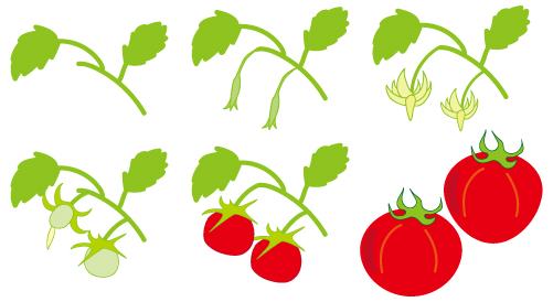 すべての動物の画像 75 トマト イラスト 無料