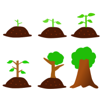 苗木の成長