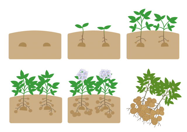 じゃがいもの育て方 無料イラスト素材 素材ラボ