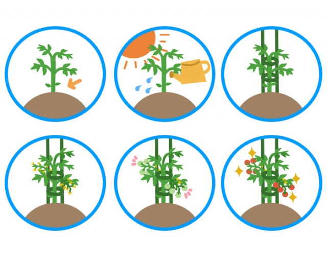 プチトマトの育て方 無料イラスト素材 素材ラボ