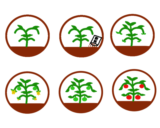 トマトの成長 無料イラスト素材 素材ラボ