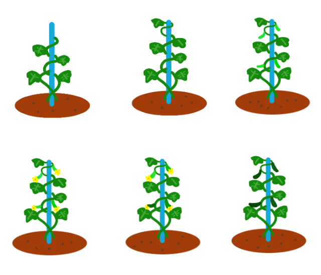 きゅうりの育て方 無料イラスト素材 素材ラボ