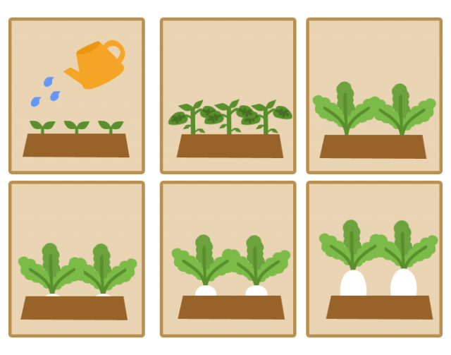大根の育て方 無料イラスト素材 素材ラボ