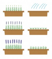 ラベンダーの育て…