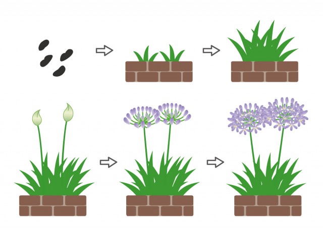 アガパンサス 育て 方 Article