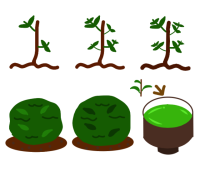 茶葉の栽培