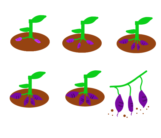 さつまいもの育て方 無料イラスト素材 素材ラボ