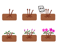 ツツジの育て方
