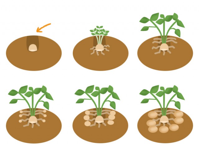 じゃがいも 育て 方