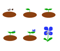 露草の育て方