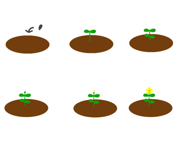 モロヘイヤの花の育て方 無料イラスト素材 素材ラボ