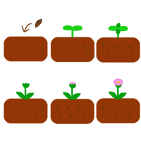 百日草の育て方