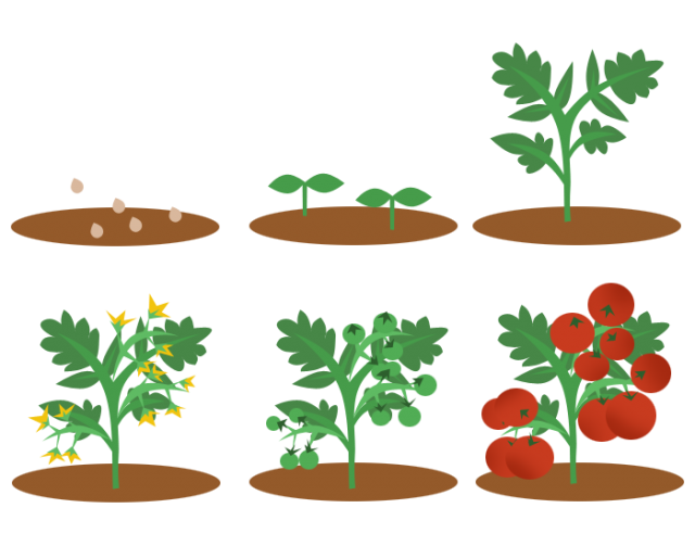 トマトの育て方 無料イラスト素材 素材ラボ