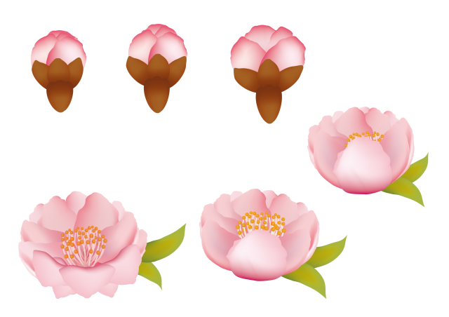 花の育て方アイコン 桃の花の成長 無料イラスト素材 素材ラボ