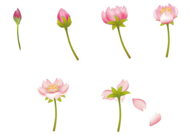 花の育て方アイコン 桜の花の成長 無料イラスト素材 素材ラボ