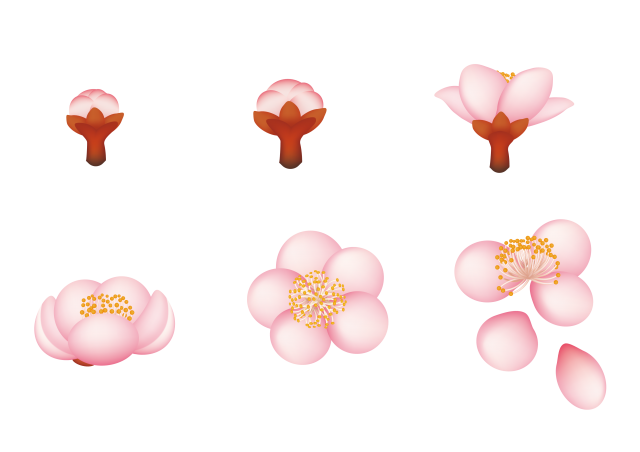 花の育て方アイコン 梅の花の成長 無料イラスト素材 素材ラボ