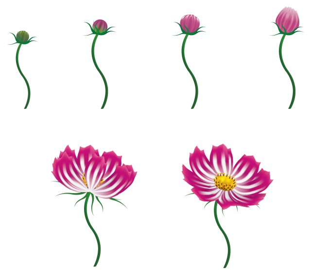 花の育て方アイコン コスモスの花の成長 無料イラスト素材 素材ラボ