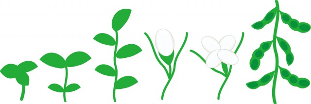枝豆の成長009 無料イラスト素材 素材ラボ