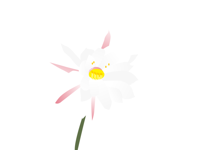 月下美人 無料イラスト素材 素材ラボ 月下美人 無料イラスト素材 素材ラボ