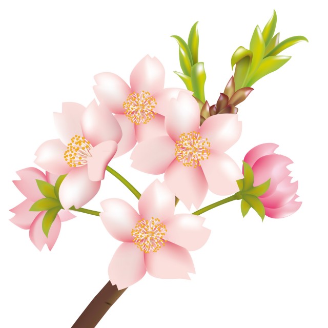桜のイラスト さくらの花とつぼみ 無料イラスト素材 素材ラボ
