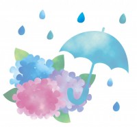 水彩風の紫陽花と…