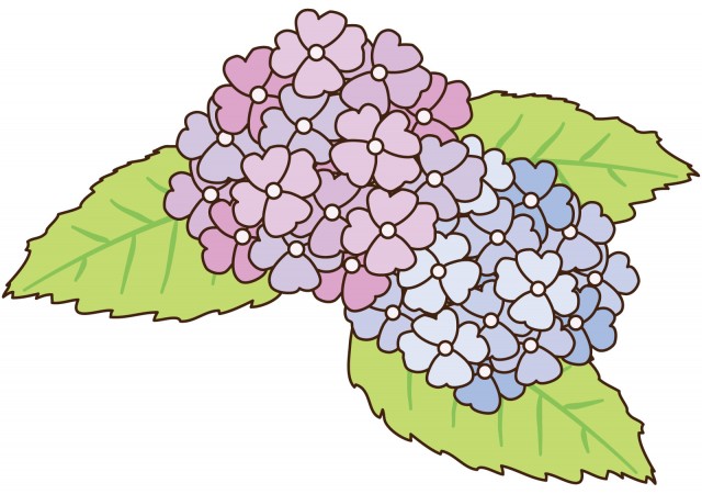 あじさい 無料イラスト素材 素材ラボ