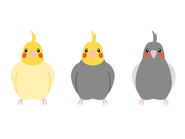 オカメインコ 小鳥の 動物 ペット のイラスト 無料イラスト素材 素材ラボ