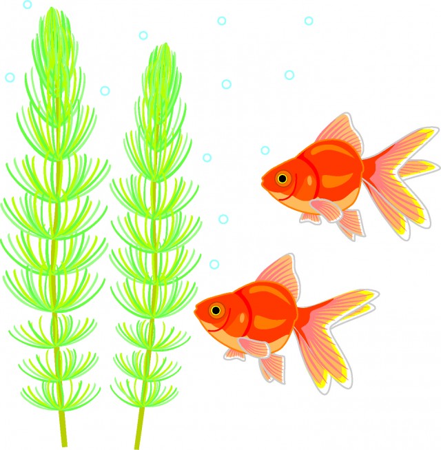 水草と金魚 無料イラスト素材 素材ラボ