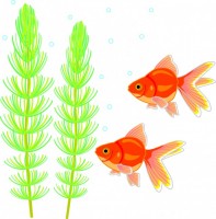 水草と金魚