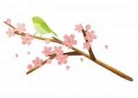 桜と春の鳥☆水彩…