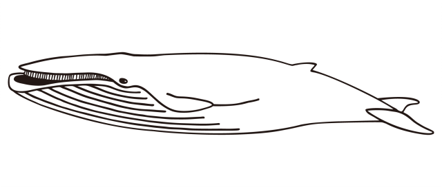 クジラのイラスト 無料イラスト素材 素材ラボ