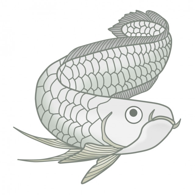 観賞魚のイラスト アロワナ 無料イラスト素材 素材ラボ