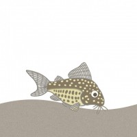 観賞魚のイラスト…