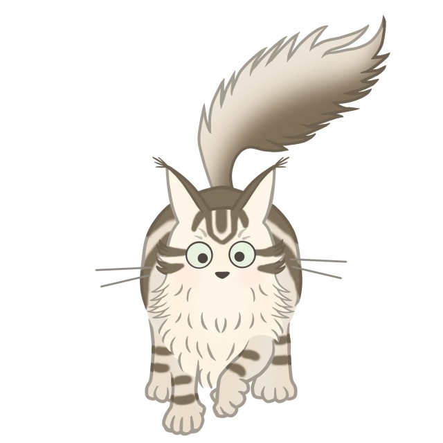 猫のイラスト メインクーン 無料イラスト素材 素材ラボ