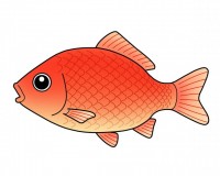 金魚（ワキン）　…